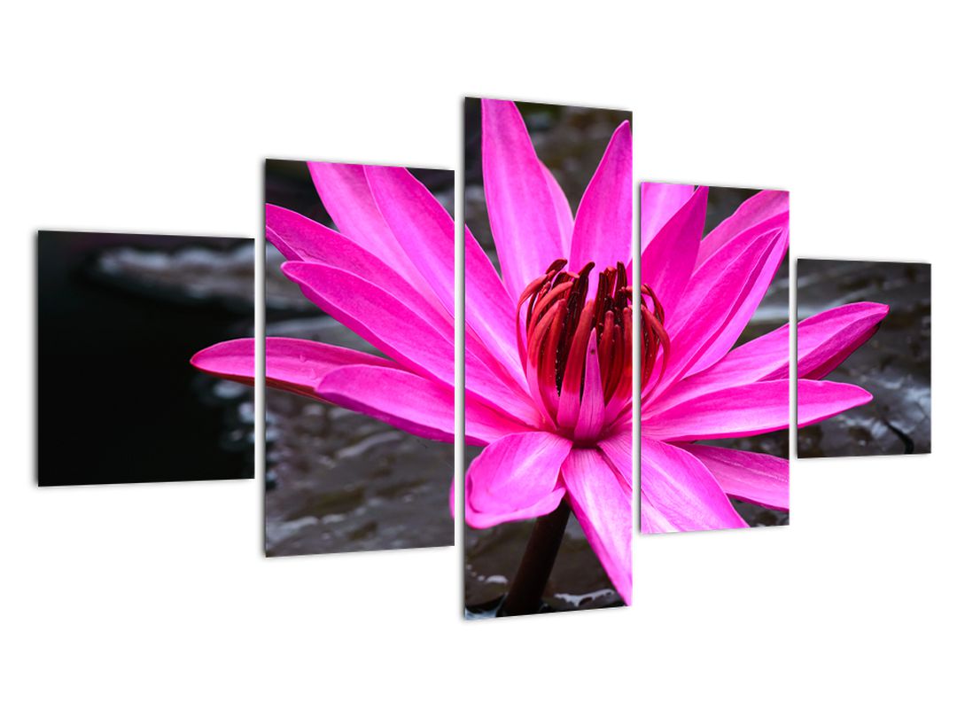Obraz - růžový květ (V020636V12570)