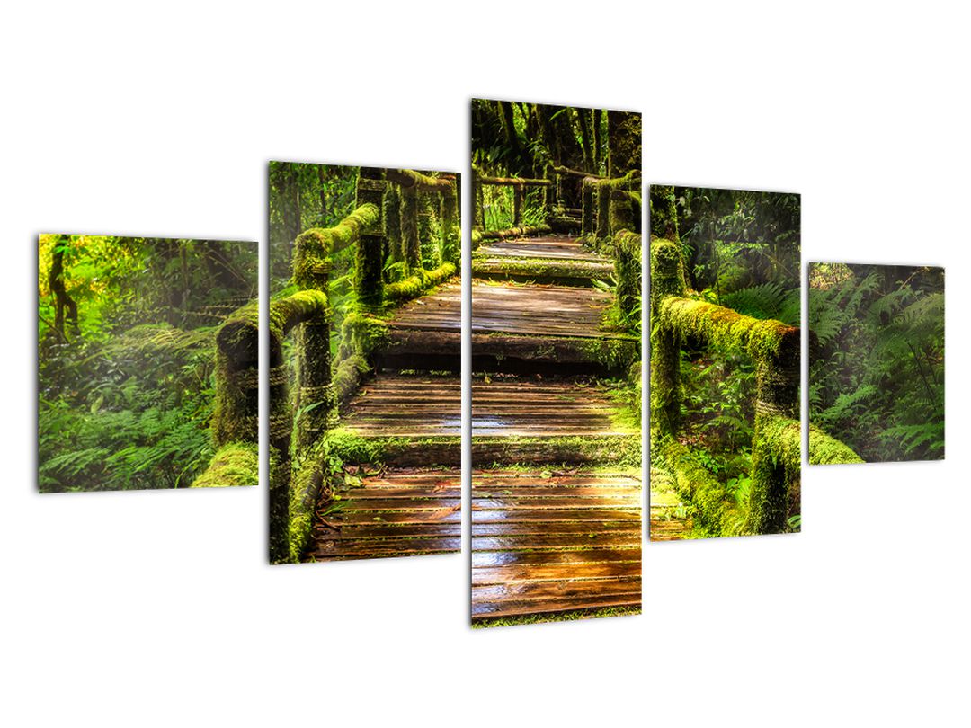 Obraz schodů v deštném pralese (V020941V12570)