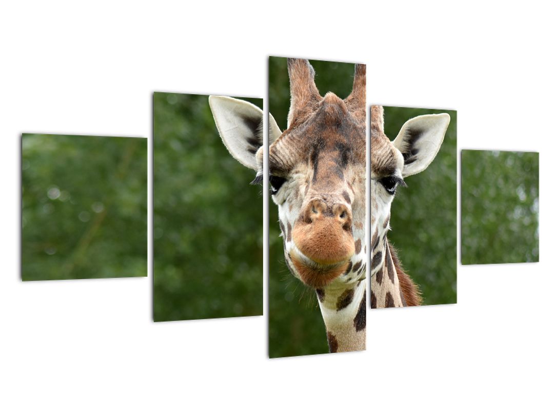 Obraz žirafy (V020969V12570)