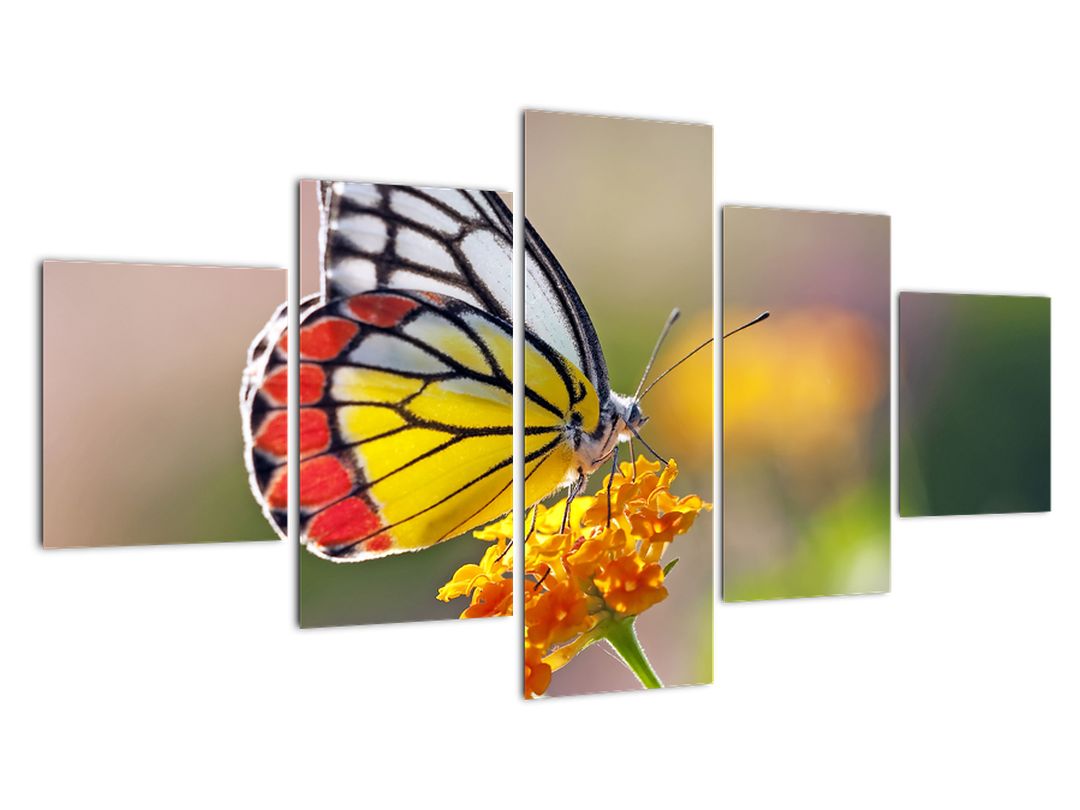 Obraz motýla na květu (V022330V12570)