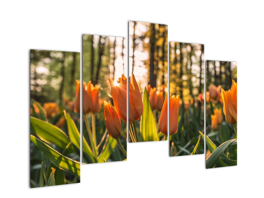 Obraz - oranžové tulipány (V020552V12590)