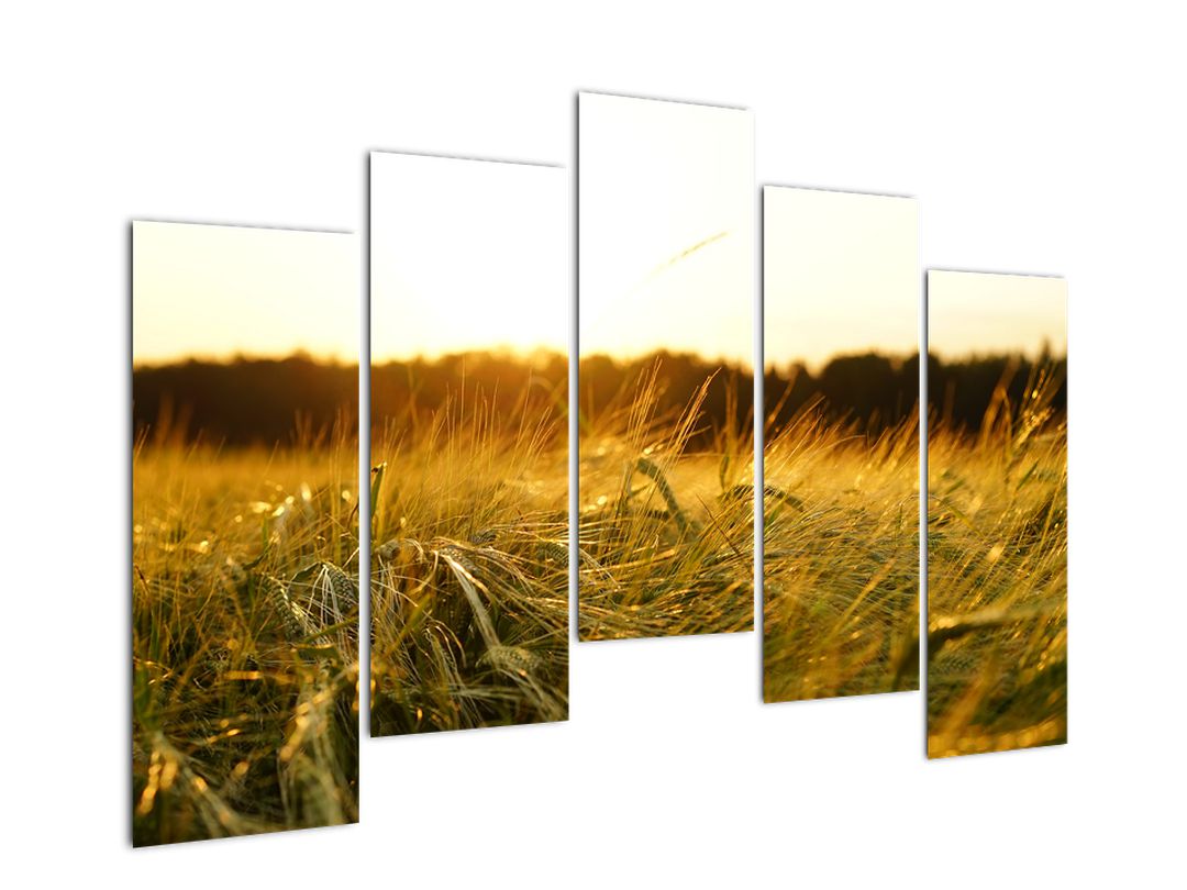 Obraz orosené trávy (V020584V12590)
