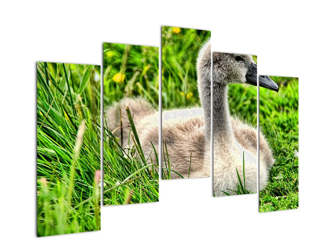 Obraz - malá labuť v trávě (V020585V12590)
