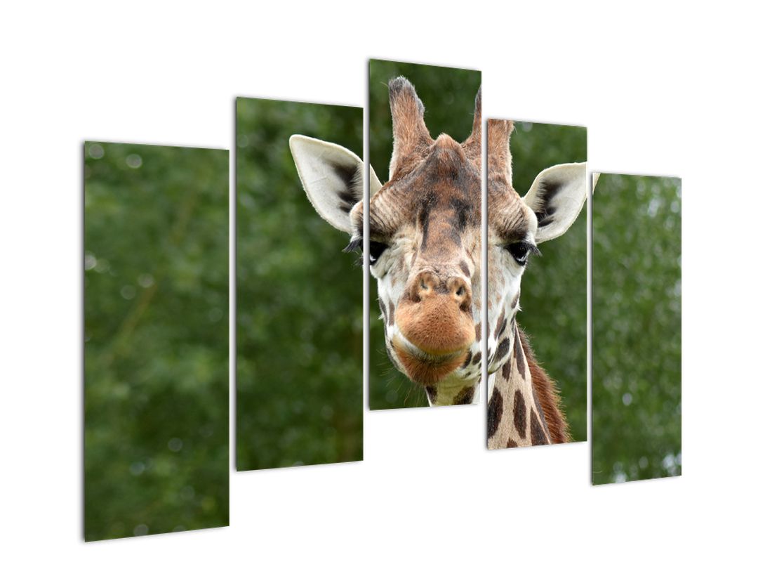 Obraz žirafy (V020969V12590)
