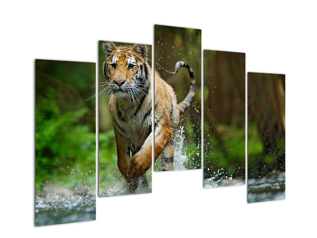 Obraz běžícího tygra (V020979V12590)