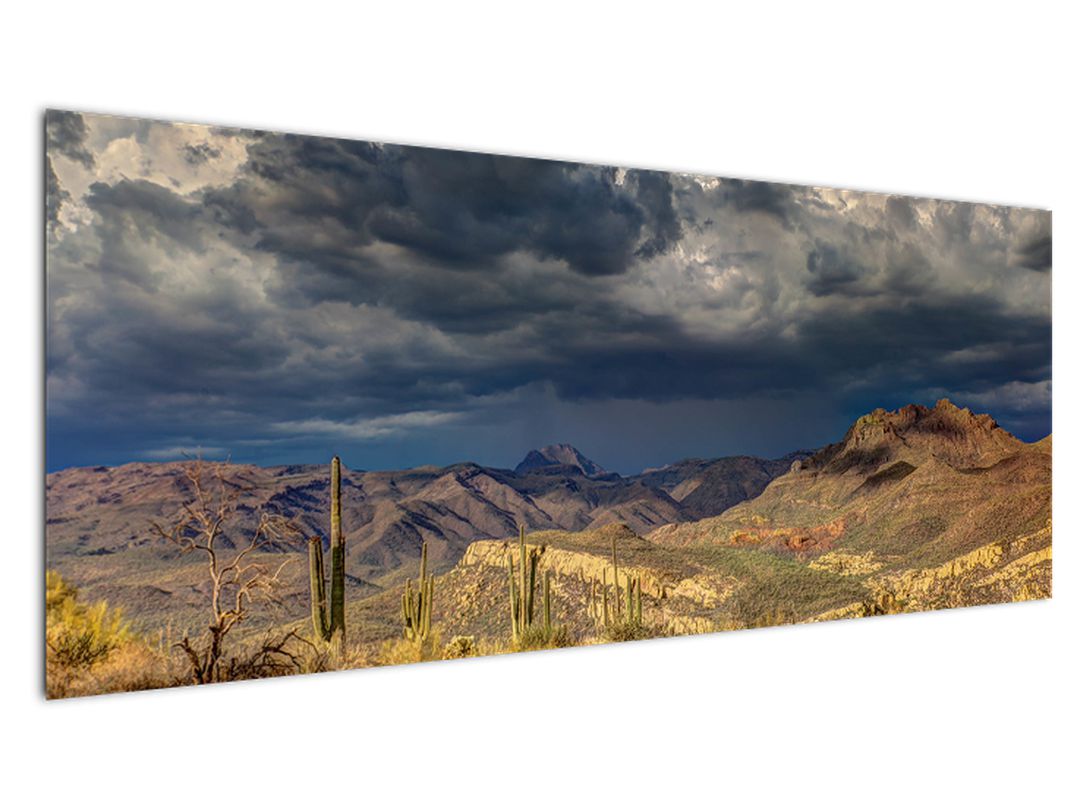 Obraz - kaktusy v přírodě (V020557V14558)