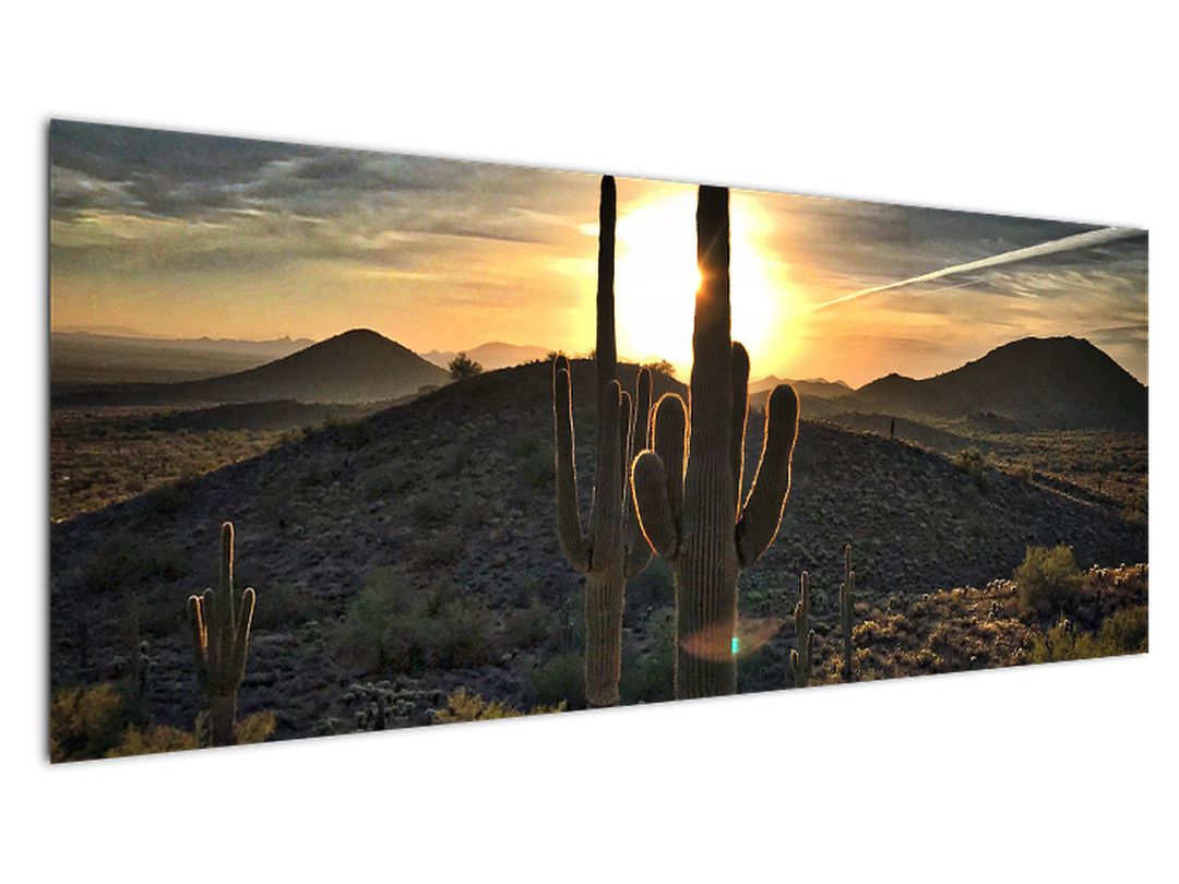 Obraz - kaktusy ve slunci (V020560V14558)