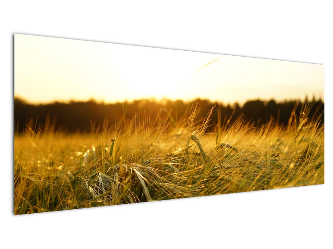 Obraz orosené trávy (V020584V14558)