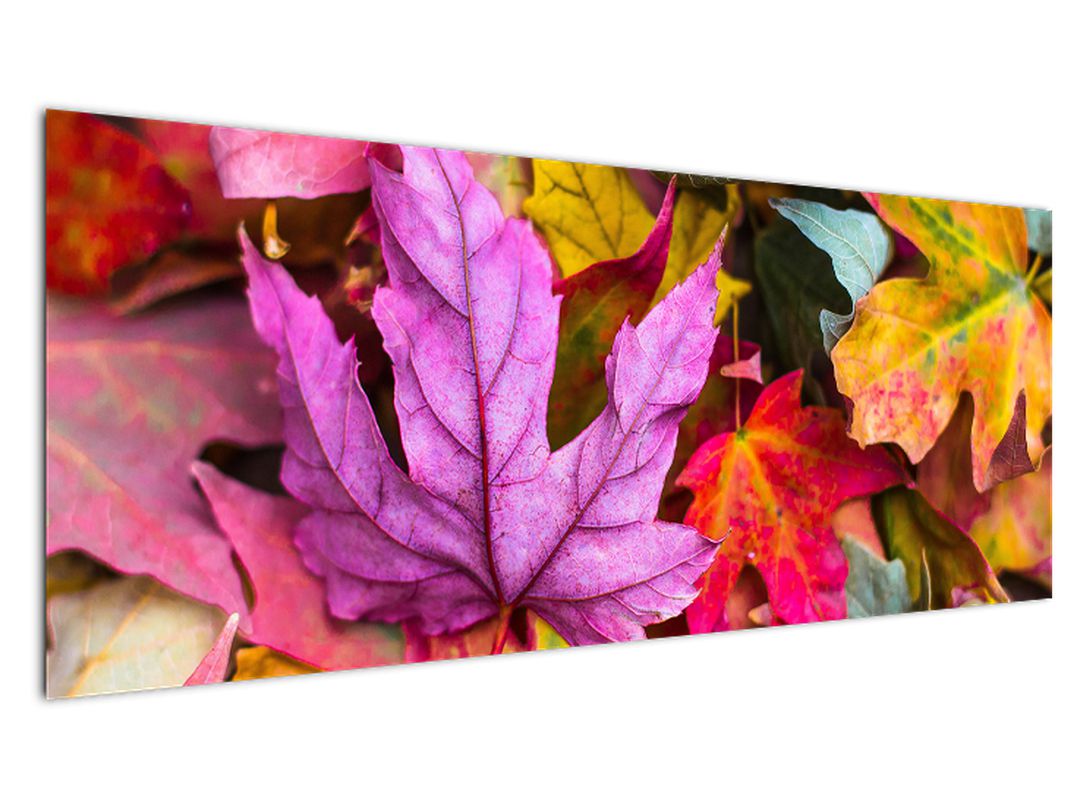 Obraz - podzimní listy (V020629V14558)
