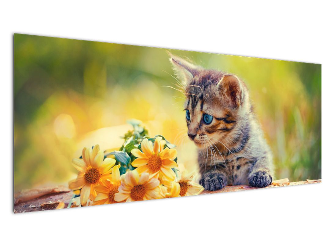 Obraz koťátka dívající se na květinu (V020943V14558)