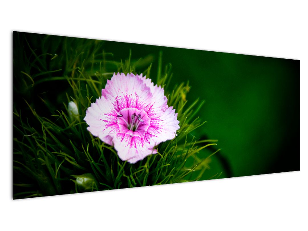 Obraz růžového květu (V020990V14558)
