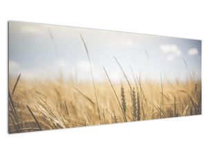 Slika žita