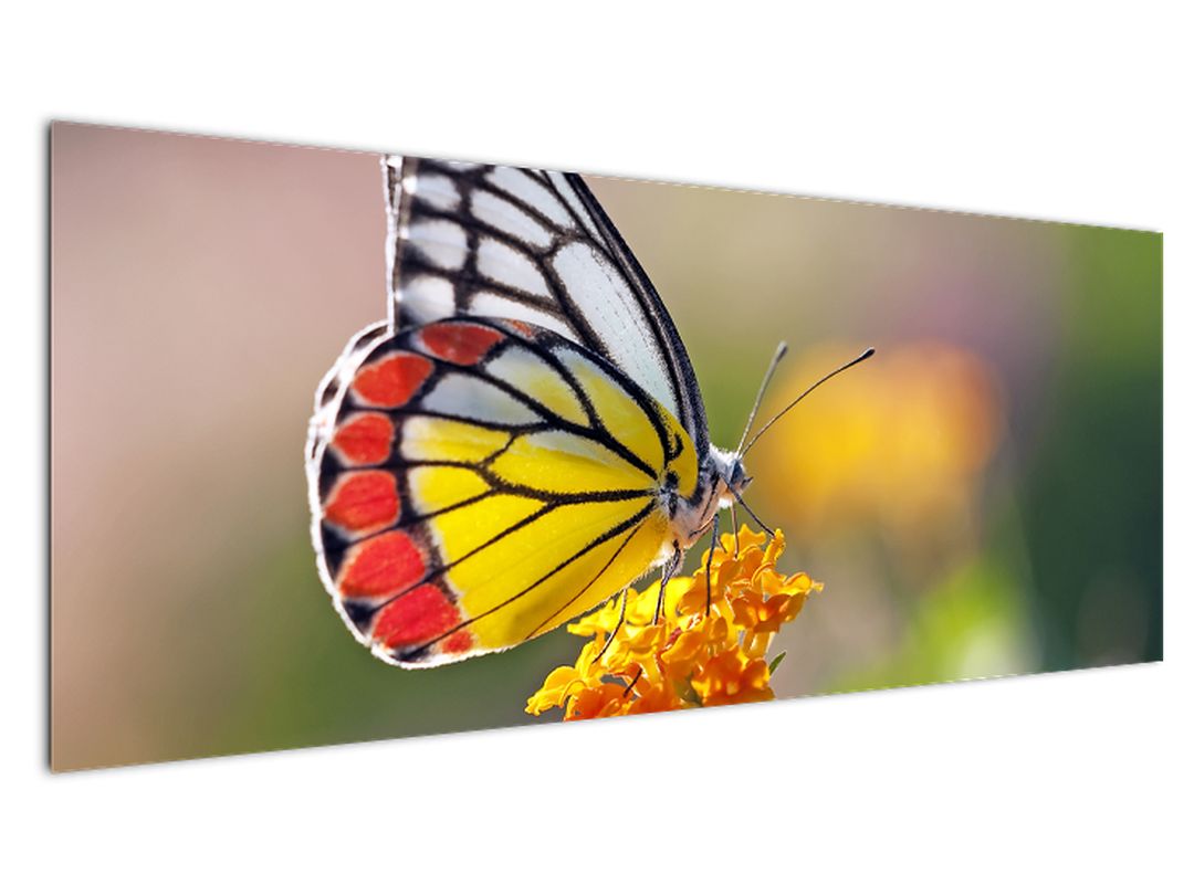 Obraz motýla na květu (V022330V14558)
