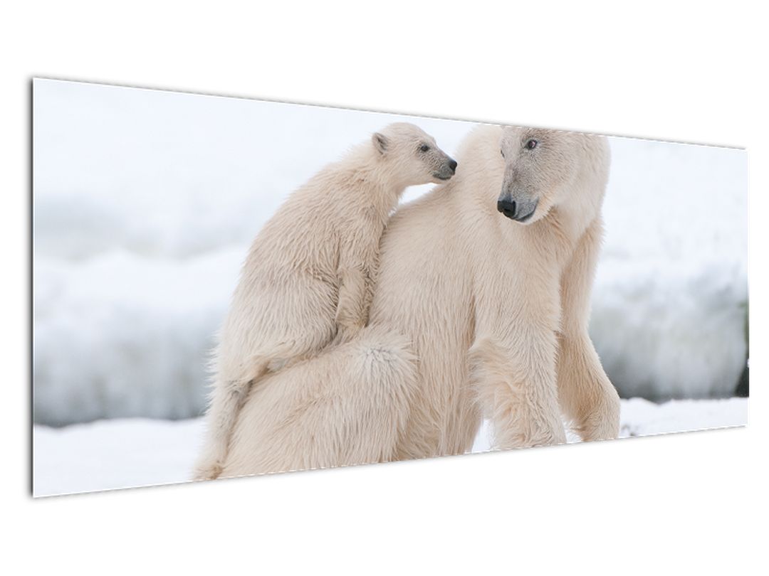 Obraz - Lední medvědi (V022334V14558)