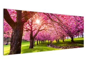 Obraz rozkvetlých třešní, Hurd Park, Dover, New Jersey