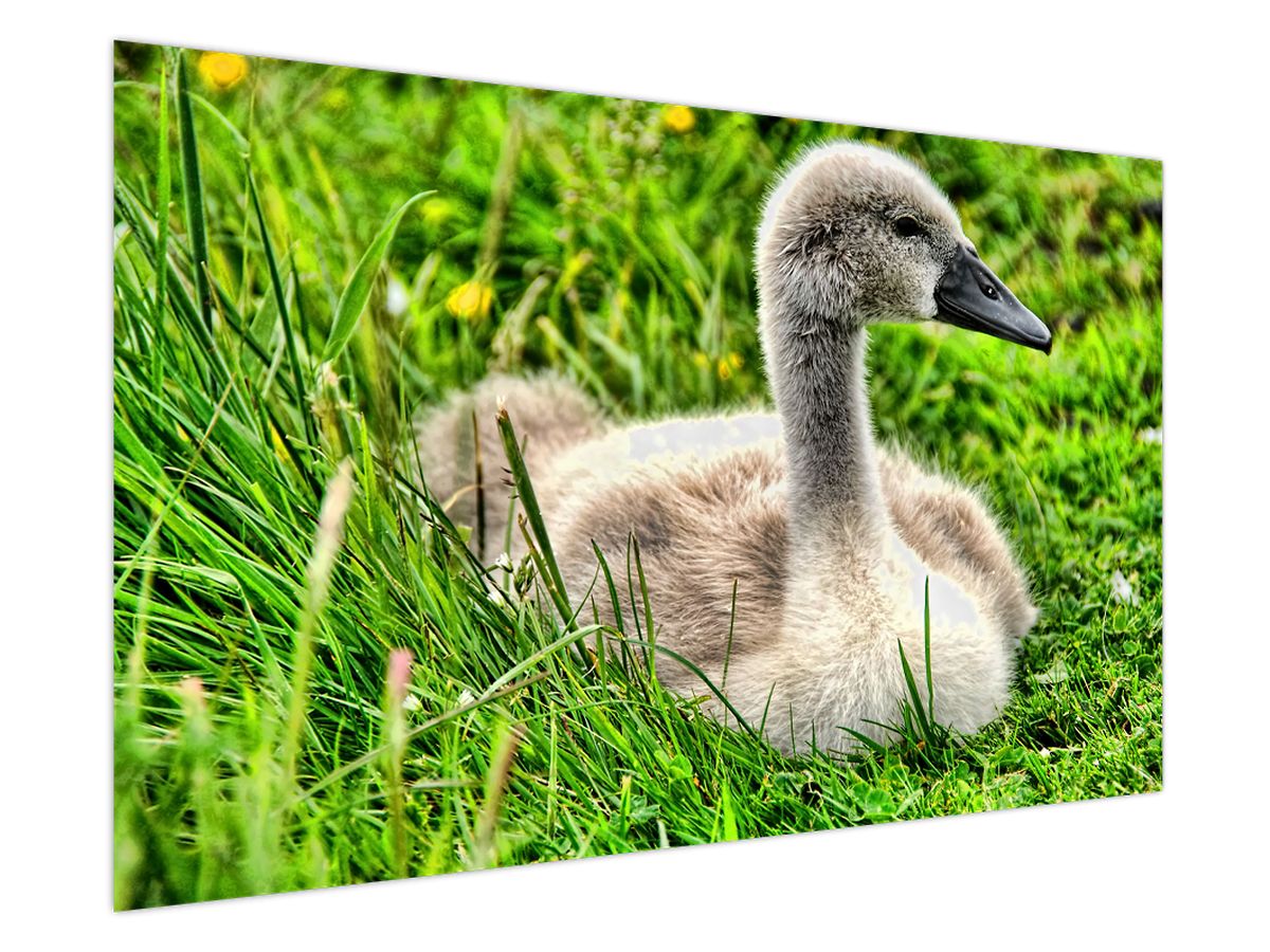 Obraz - malá labuť v trávě (V020585V150100)