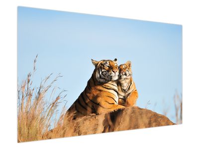 Obraz - Tygřice a její mládě