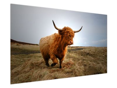 Obraz skotské krávy