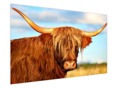 Obraz - Skotská kráva