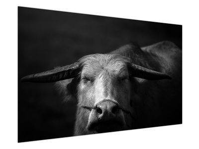 Obraz - Kráva