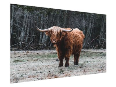 Obraz - Skotská kráva 2