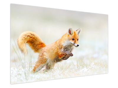Obraz - Skákající liška