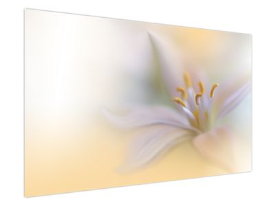 Obraz - Jemný květ