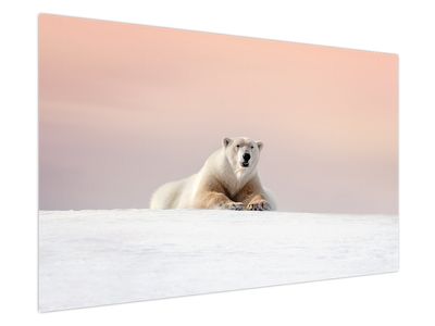 Obraz - Lední medvěd