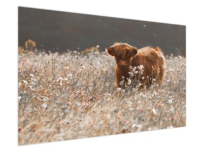 Obraz - Skotská kráva v kvítí