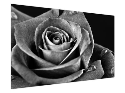 Obraz - Růže, černobílá