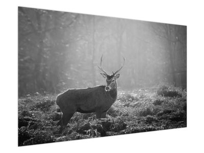 Obraz - Jelen v lese, černobílá