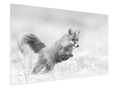 Obraz - Skákající liška, černobílá