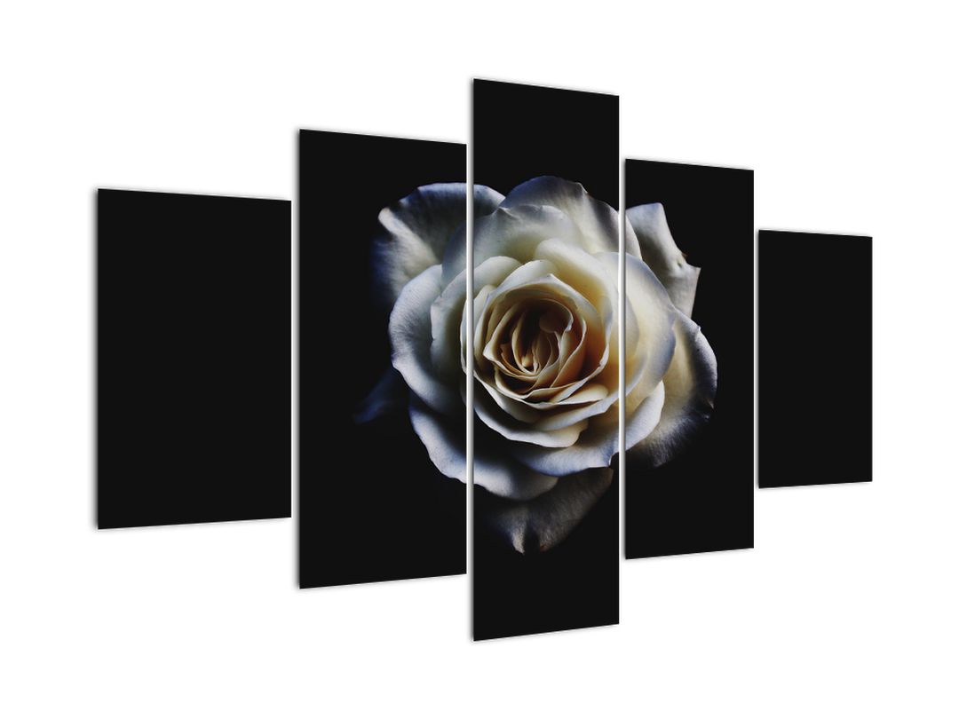 Tablou cu trandafir alb (V020370V150105)