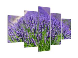 Schilderij - Lavendel (V020389V150105)