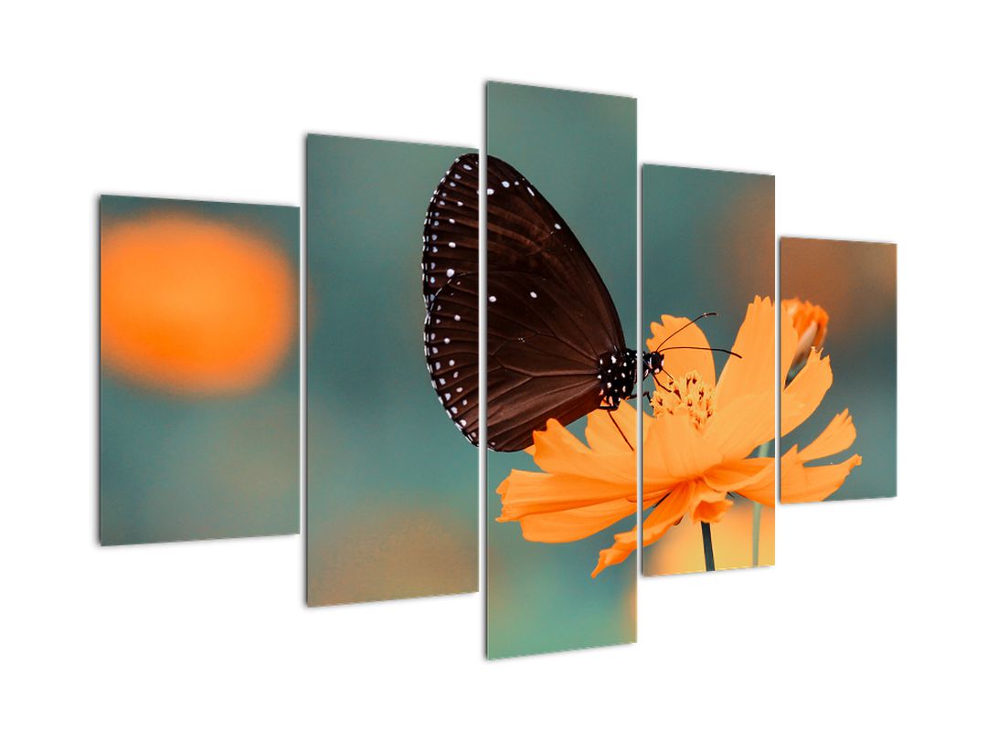 Obraz - motýl na oranžové květině (V020577V150105)