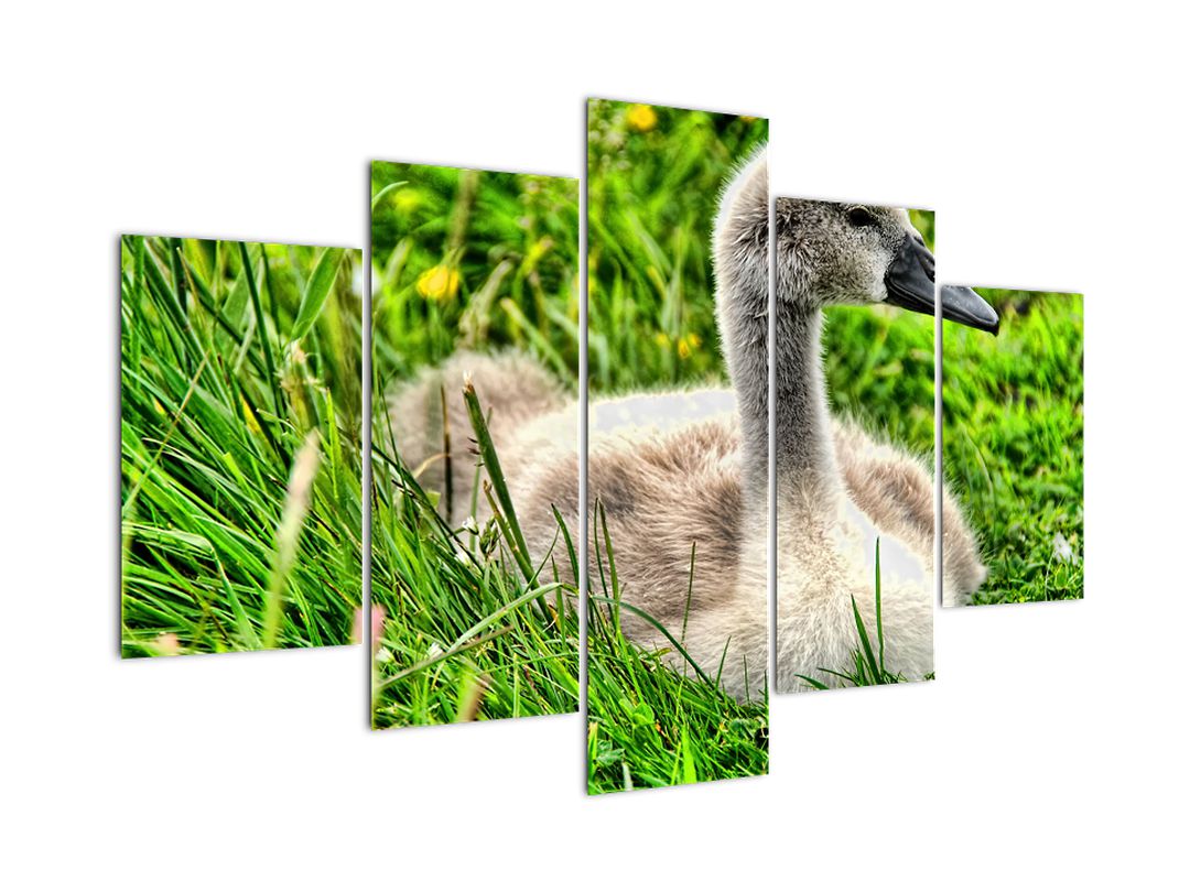 Obraz - malá labuť v trávě (V020585V150105)