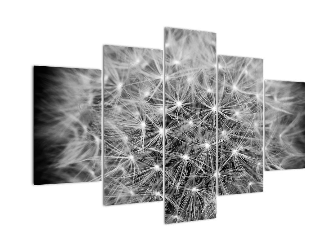 Obraz šedé pampelišky (V020607V150105)