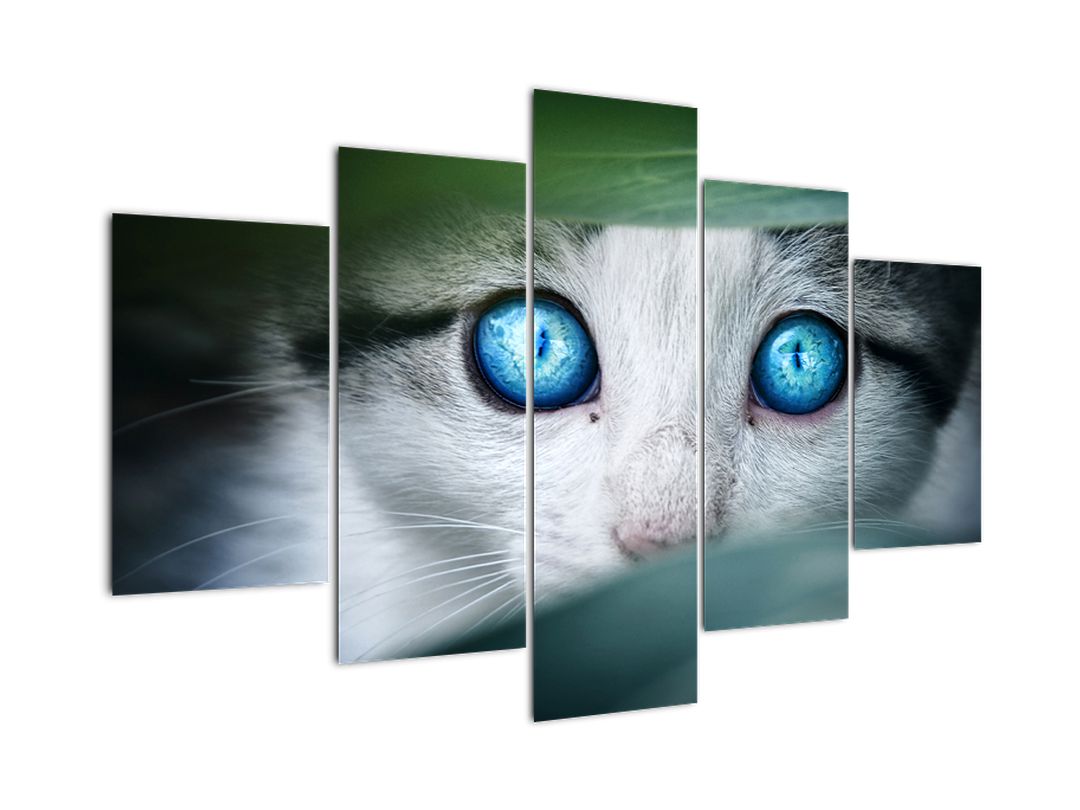 Obraz kočky (V020944V150105)