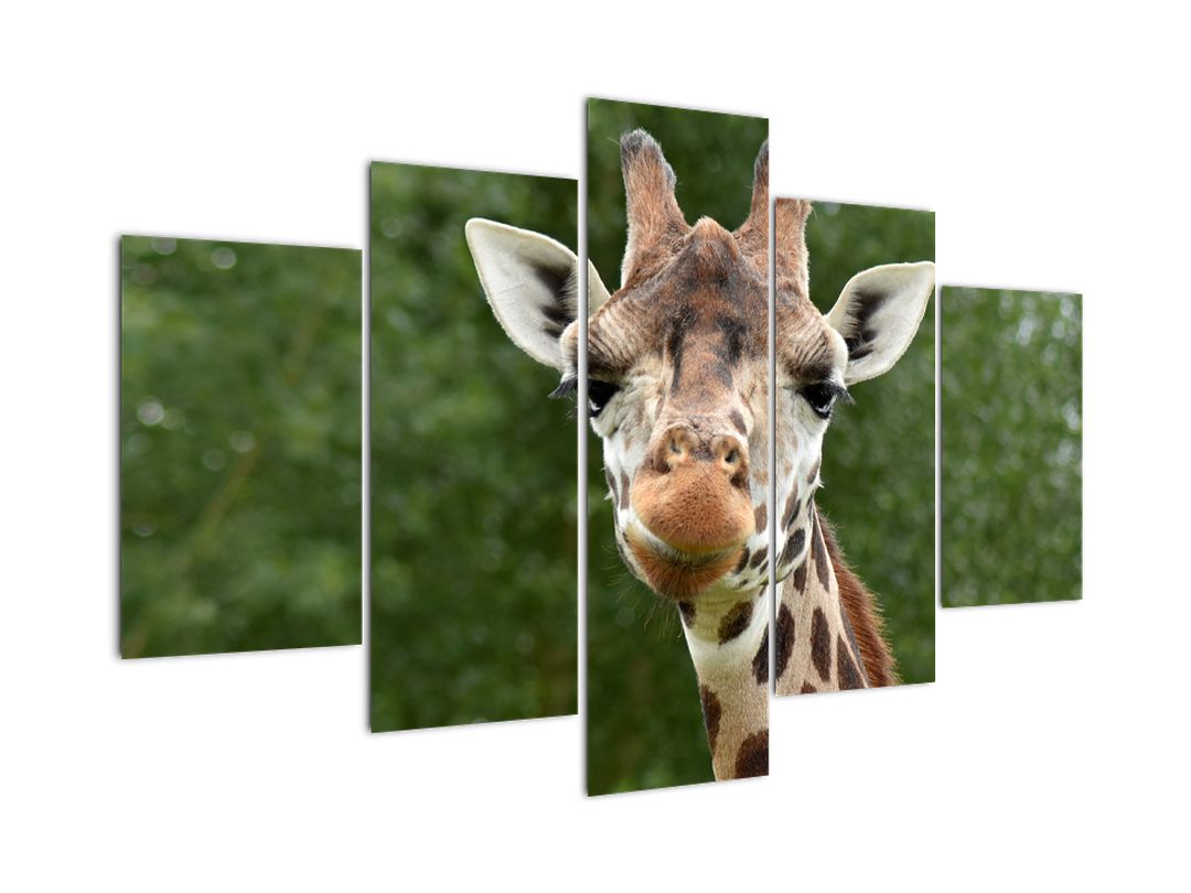 Obraz žirafy (V020969V150105)