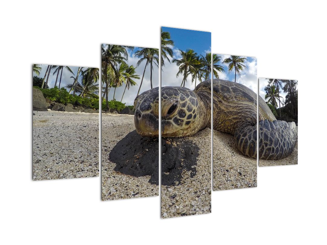 Obraz želvy (V020992V150105)