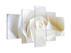Egy fehér rózsa képe (V021208V150105)