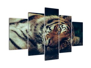 Slika - Sibirski tigar