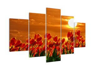 Slika cvatućeg polja s tulipanima (V021920V150105)