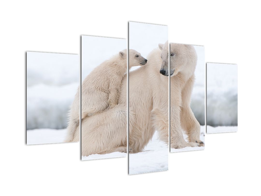 Obraz - Lední medvědi (V022334V150105)