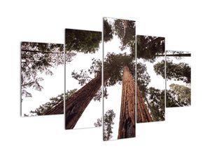 Obraz - Pohled skrz koruny stromů