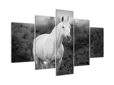Obraz białego konia na łące, czarno - biały