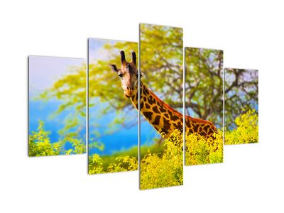 Obraz žirafy v Afrike