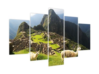 Obraz - Lamy na Machu Picchu