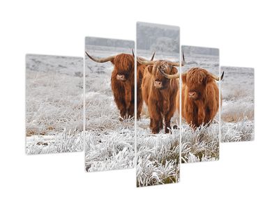 Slika - Škotske krave