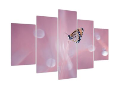 Bild auf Leinwand - Schmetterling